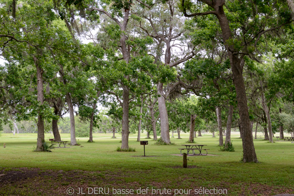 Brazos Bend State Park, TX, USA